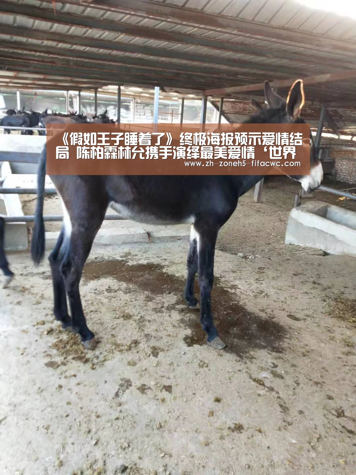 世界杯买球网站