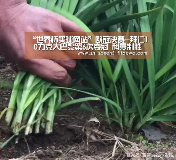 世界杯买球网站
